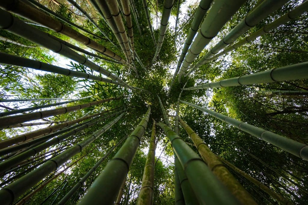 fotografia de bambu dominando el punto de fuga y de enfoque