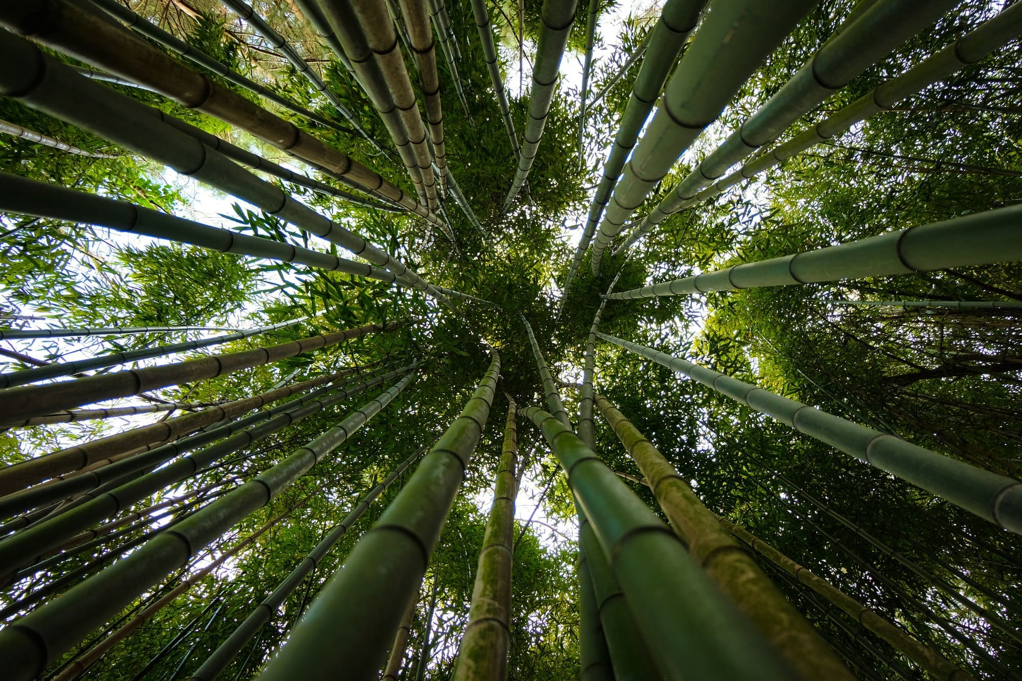 bambu