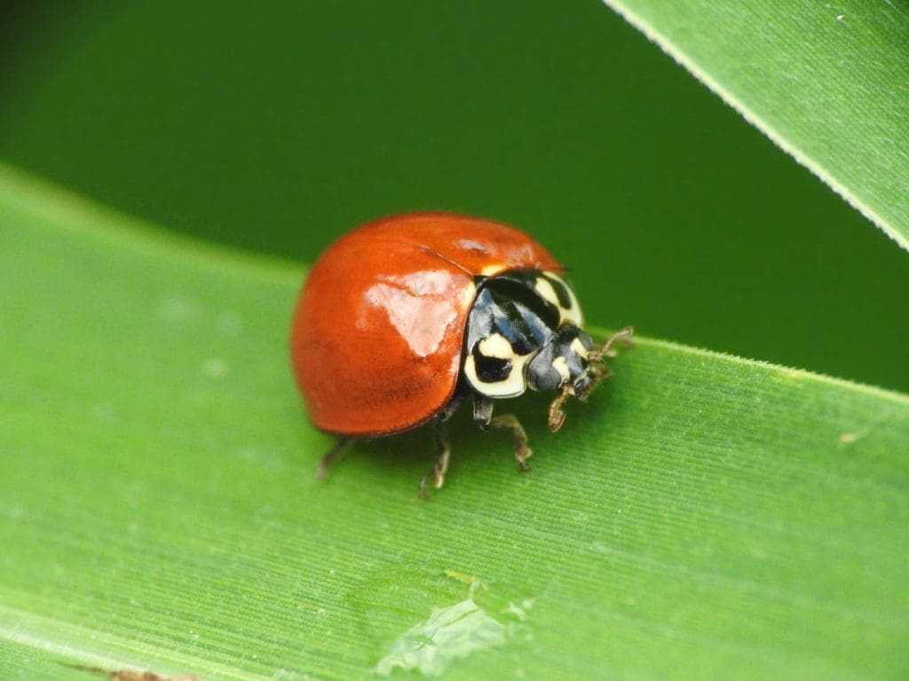 enfoque de fotografía en catarina sobre una hoja en un jardin