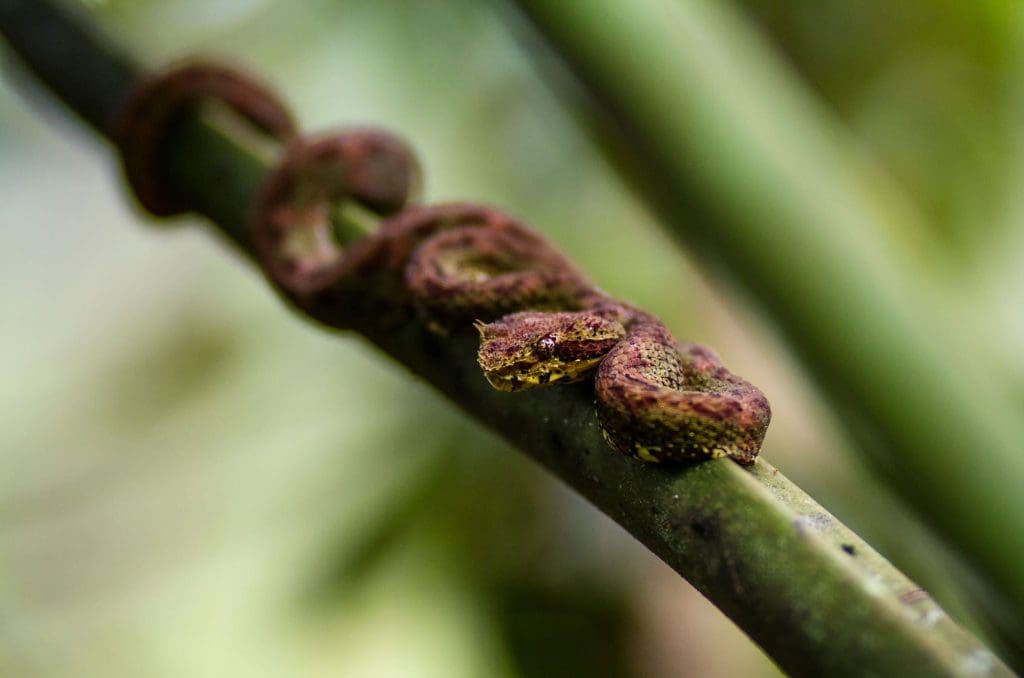 Serpiente cejona