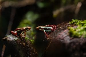 Two colorful poison frogs